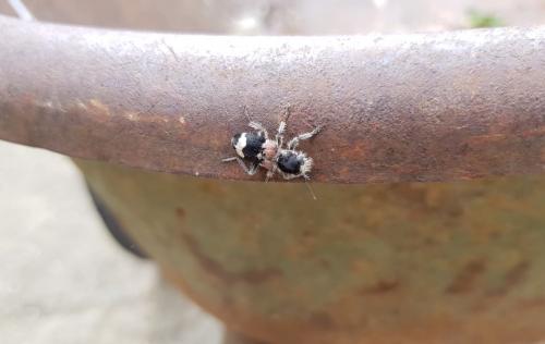 Clerus mutillarius